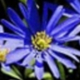 Visual SlideShow1.7